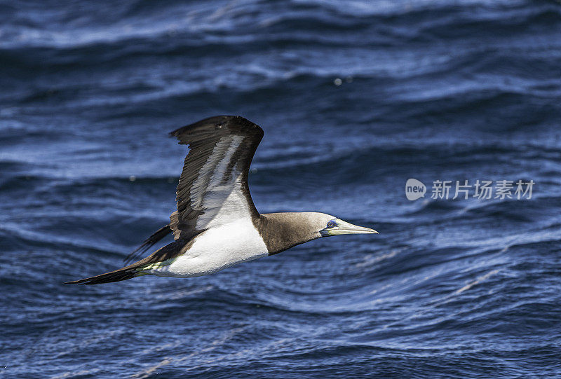 褐鲣鸟，Sula leucogaster，是鲣鸟科的一种大型海鸟。